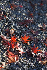 Maple leaf fall in Japan