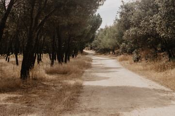 meadow, grass, road, tree, pine, pines, oaks, oak, holm, path, dry, landscape, plants