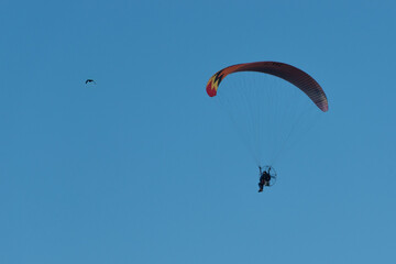 paramoteur et oiseau