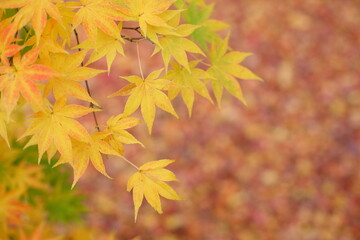 Naklejka na ściany i meble Colorful Maple Trees, Autumn in Japan
