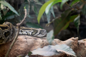 Naklejka na ściany i meble Indian Python in jungle.