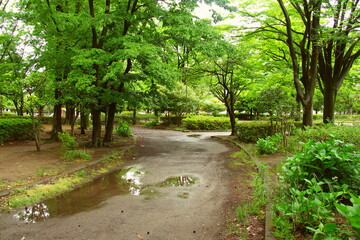 雨上りの新緑の朝の公園風景