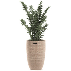  Zamioculcas in a basket isolated on white background