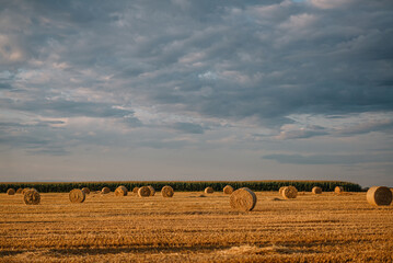 Summer landscape. Cylindrical straw bales lie on a mowed field.