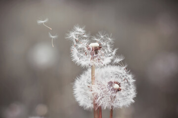 Fluffy white dandelions bloom, and their weightless fluff is blown away by the wind.