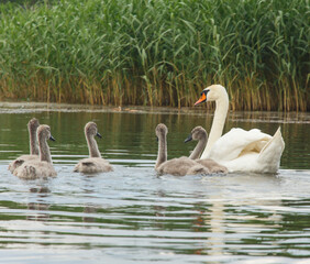 a swan with small swans swim in a lake with reeds 