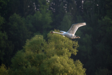 Schwan im Flug