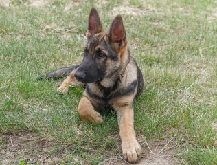 shepherd dog puppy lies in green grass
