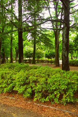 Fototapeta na wymiar 初夏の新緑の朝の公園風景