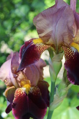 Nahaufnahme einer Iris