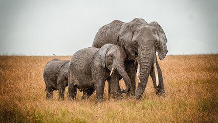 African Elephant Family © Rob