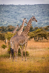 Giraffes 