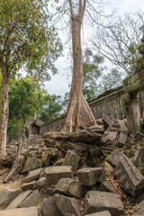 Ruins Ta Prohm temple and Banyan Tree Roots, Angkor Wat complex, Siem Reap, Cambodia.