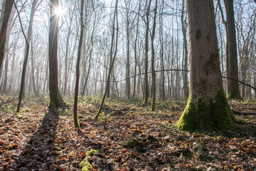 for&ecirc;t d'automne avec soleil