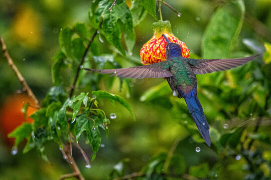 Beija-Flor beijando a lanterna chinesa