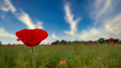 poppy field with blue sky