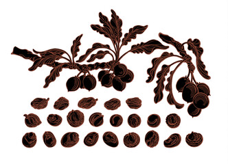 Shea nuts set. Vector hand drawn bio illustration