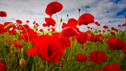 poppy flowers in the field