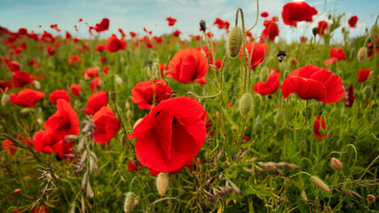 field of red poppies