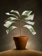 Plant of banknotes