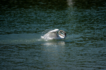 Schwan putzt sich