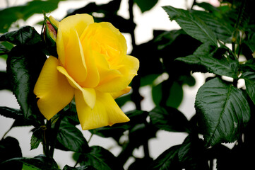 decorative yellow rose on the flowerbed on the background of green leaves