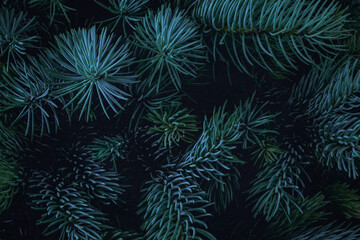Christmas tree background..Blue spruce branches on a dark background