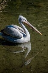 Krauskopf Pelikane im Wasser