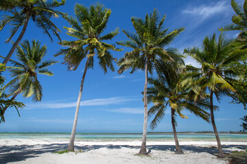 Fototapeta na wymiar Pongwe beach Zanzibar