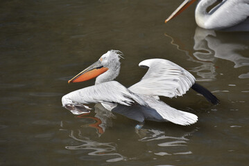 Krauskopf Pelikane im Wasser