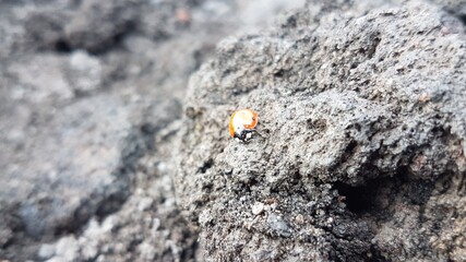 ladybird volcanic rock