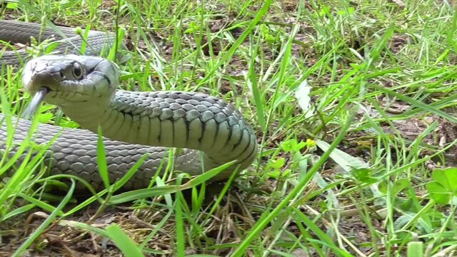 Ringelnatter oder Barrenringelnatter (oder Hybrid)