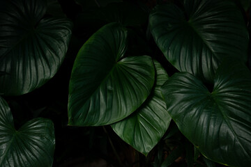 Dark tropical green leaves background 