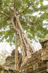 Fototapeta na wymiar Ruins Ta Prohm temple and Banyan Tree Roots, Angkor Wat complex, Siem Reap, Cambodia.