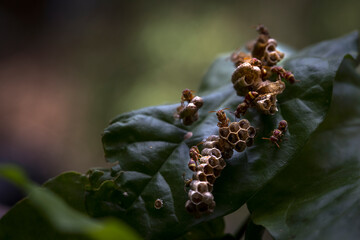 macro image of bug on leaves