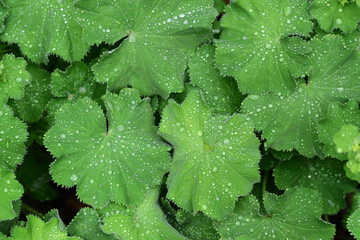 Close up and background of green fresh leaves in spring, with water drops