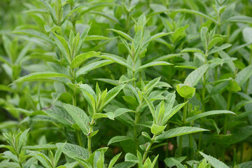 A field of green fresh mint plants in spring
