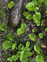 green leaves in the garden