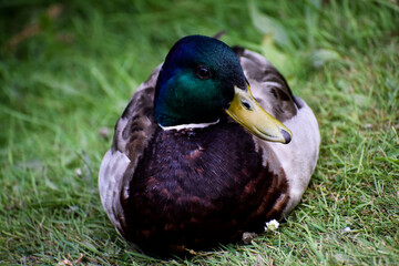 duck relaxing