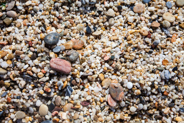 seashells background