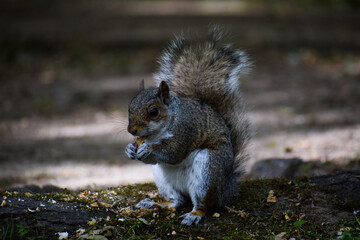 Obraz premium Squirrel eating
