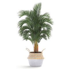 palm tree in a basket isolated on white background