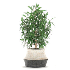 decorative Ficus benjamina in a basket Isolated on a white background
