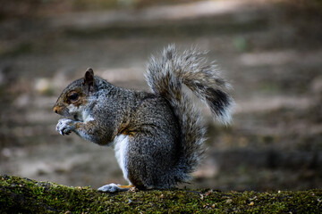Squirrel on a tree branch