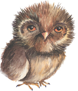 Watercolor sleepy owl