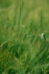 Obraz premium The rye green growing in the field. Rye ear close up.