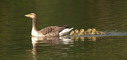 Greylag goose family