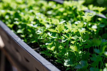 Fresh organic parsley growing in pots in an outdoor home garden. Organic farming, salad ingredients