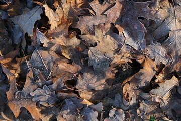 autumn leaves background