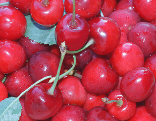 fresh summer sweet cherry with water droplets close-up 